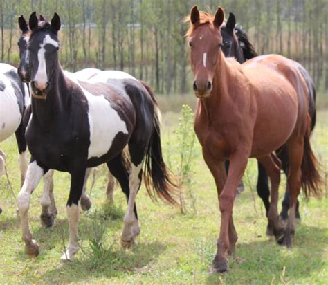 Exploring Social Dynamics During Horses' Restful Moments Together