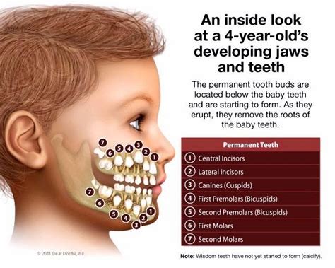 Exploring Solutions for Replacing Shedding Baby Dentition in Grown-ups