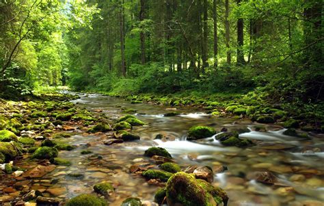 Exploring Tranquil Water Streams in Various Countries