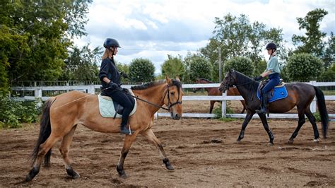 Exploring the Allure and Passion of Equestrian Pursuits in Women's Dreams