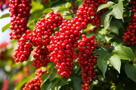 Exploring the Allure of Dreaming About Luscious Red Berries