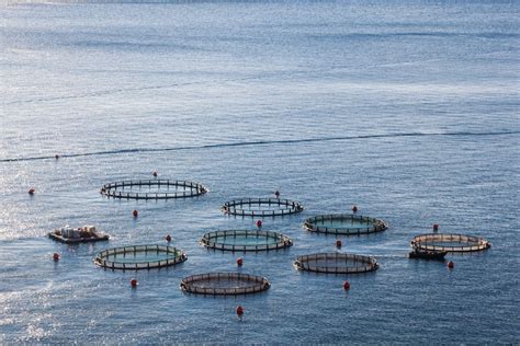 Exploring the Ancient Practice of Aquaculture