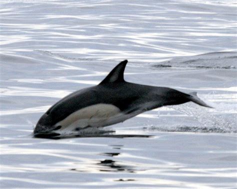 Exploring the Behavioral Patterns of Dolphins in the Vastness of the Mysterious Black Sea