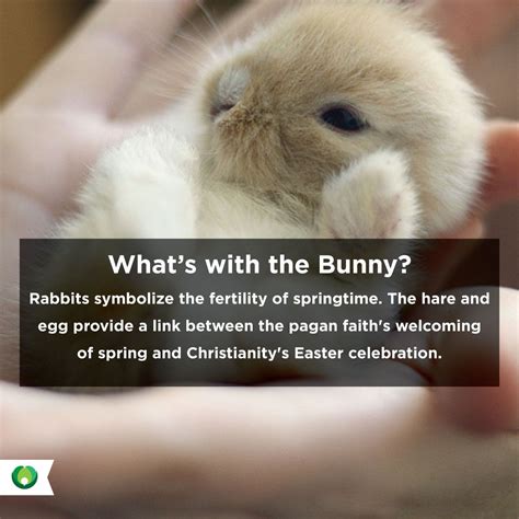 Exploring the Bunny as a Representation of Fertility