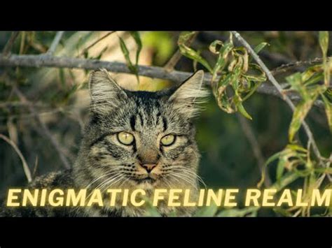 Exploring the Connection: Feline Companions and the Enigmatic Realm of Dreams