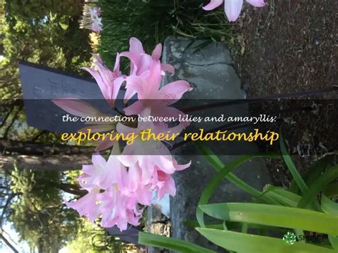 Exploring the Connection between Acquiring Lilies and the Dynamics of Relationships