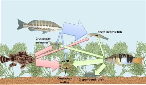 Exploring the Connection between Fish Splashing and Feeding Patterns