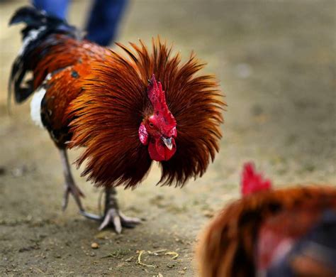 Exploring the Cultural Importance of Roosters