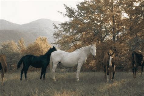 Exploring the Cultural Significance of Equine Visions in Traditional Belief Systems