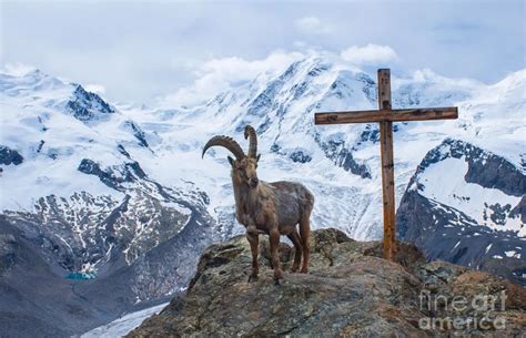 Exploring the Cultural Significance of Goats