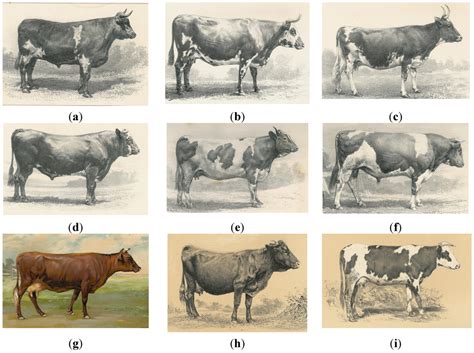 Exploring the Cultural and Historical Significance of Young Bovine Interpretation