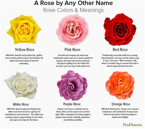 Exploring the Deeper Meaning Behind the White Rose