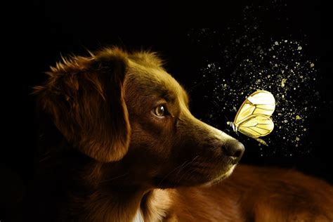 Exploring the Deeper Meaning of Canine Liquid in Your Dream World