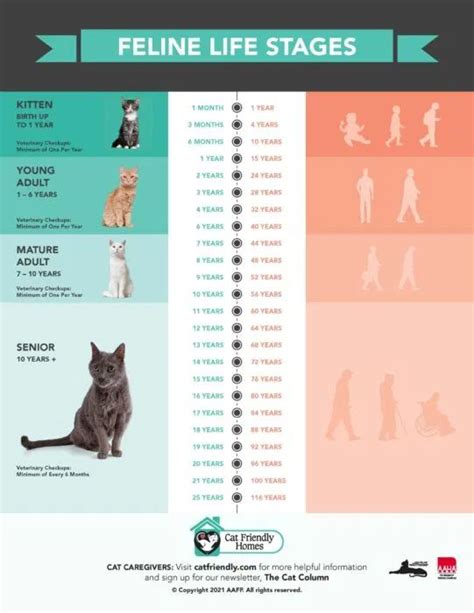 Exploring the Different Phases of a Feline's Sleep Journey