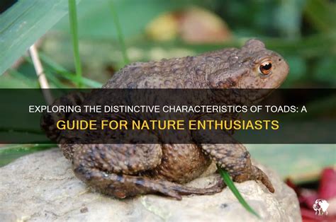 Exploring the Distinctive Characteristics of the Peculiar Bufo Cephalofus