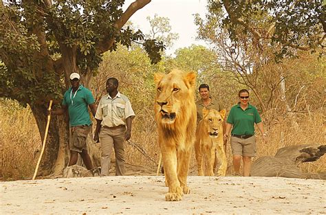 Exploring the Dread of Lion Encounters