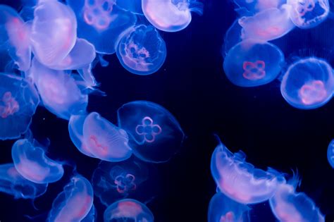 Exploring the Dream World: Jellyfish as an Essential Dream Symbol