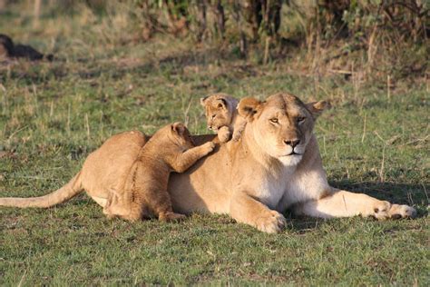 Exploring the Emotional Connection between Lion Cubs and Women in Matrimony