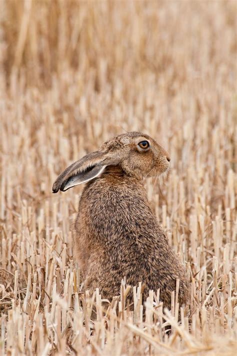 Exploring the Emotional Context Behind Hares and Rabbits Displaying Aggressive Behavior in Dreams