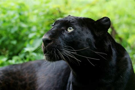 Exploring the Emotional Impacts Triggered by the Presence of Ebony Felines