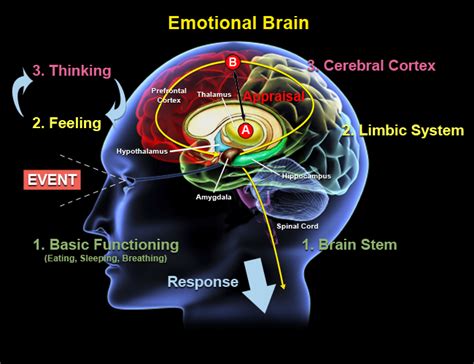 Exploring the Emotional Significance: Deciphering the Sentiments Associated with Head Movement