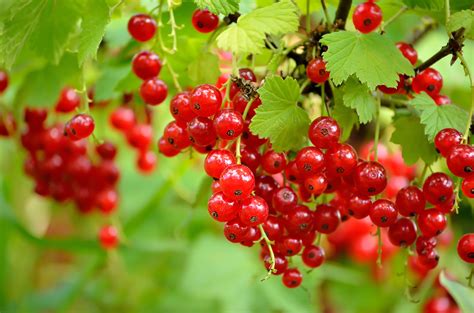 Exploring the Emotional Significance of Dreams Featuring Vibrant Red Currants