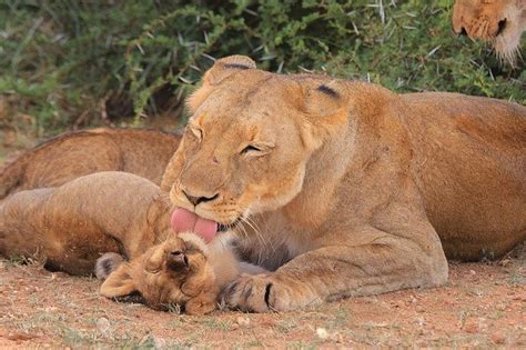 Exploring the Emotional and Psychological Connotations of Dreaming about Lion Cubs