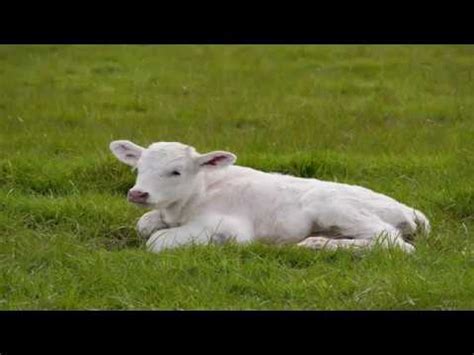 Exploring the Emotional and Spiritual Significance of a Dream Featuring a Calf