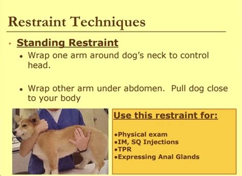 Exploring the Emotions Associated with Restraining a Canine on a Link