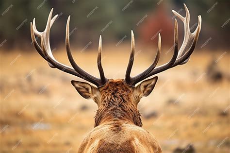 Exploring the Enigmatic Domain of the Majestic Elk