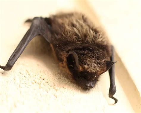 Exploring the Fascinating Communication and Navigation Strategies of Bats in Darkness