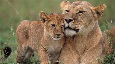 Exploring the Fascinating World of Lion Slumber