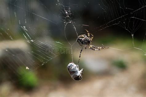 Exploring the Fear and Anxiety Related to a Spider Capture