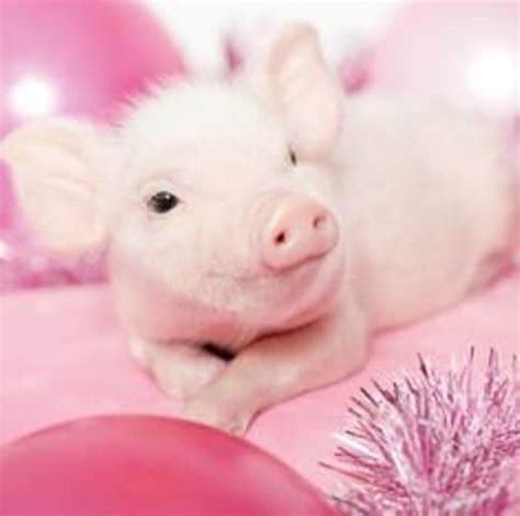 Exploring the Feminine Associations of Dreaming About a Piglet