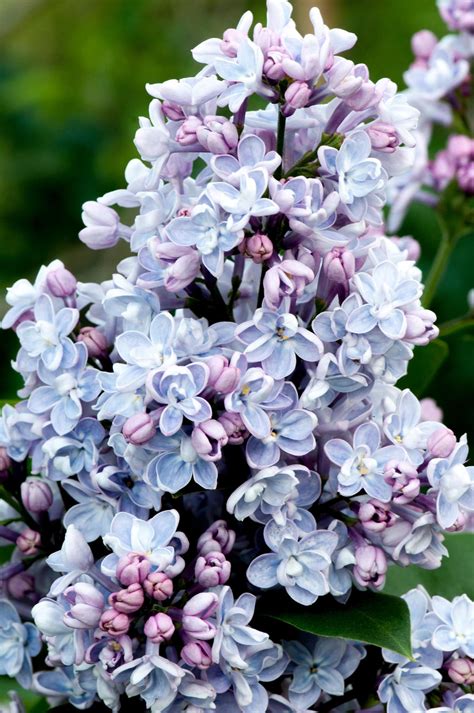 Exploring the Feminine Energy of a Blossoming Lilac