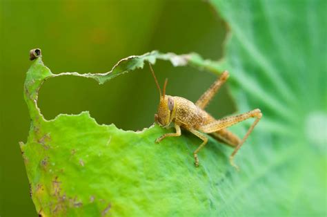 Exploring the Grasshopper Diet: Discovering the Nourishment Choices of these Vibrant Insects