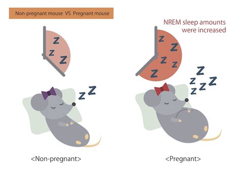 Exploring the Hidden Desires of Female Rodents during Sleeptime