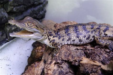 Exploring the Hidden Life of Young Crocodile Offspring