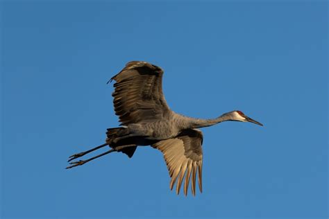 Exploring the Hidden Significance of Crane Visions