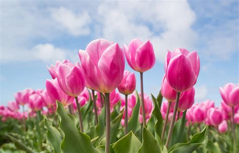 Exploring the Historical and Cultural Context of Tulips in Dream Interpretation