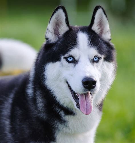 Exploring the Impact of Encountering a Young Husky in a Dream on Daily Life