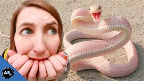 Exploring the Impact of Fear and Anxiety in Snake Aggression Nightmares