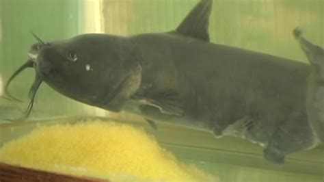 Exploring the Impacts of Social and Personal Factors on Male Catfish Dreams