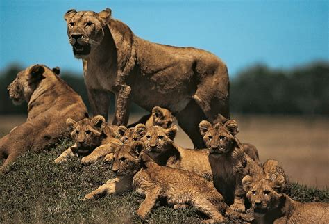 Exploring the Impressive Traits of Lion Cubs: Symbolizing the Resilience and Tenacity of Women in Marriage