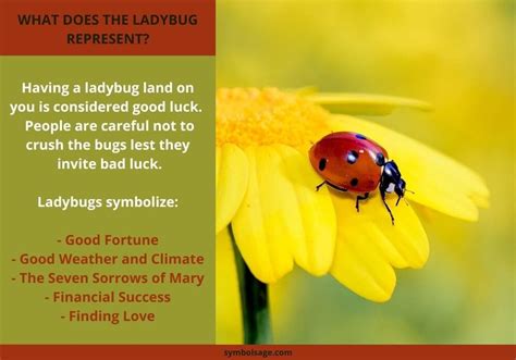 Exploring the Influence of Ladybirds in Dreams of Good Fortune