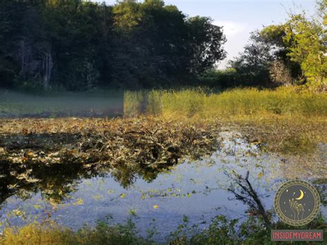 Exploring the Interpretation of Marshland in Meadow Dreams