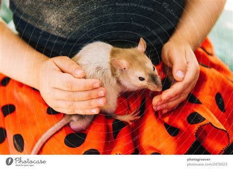 Exploring the Link between Pet Rats and Femininity