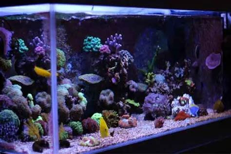 Exploring the Marvels of Saltwater Aquariums