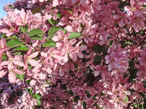 Exploring the Meaning of a Premature Cherry Blossom on an Arbor in a Vision - Unraveling the Importance of a Cherrywood in Visions