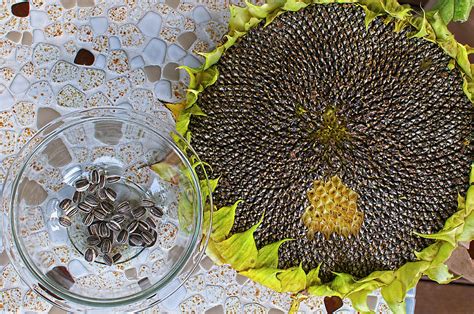 Exploring the Meanings Behind Dreaming about Sprouting Sunflower Seeds